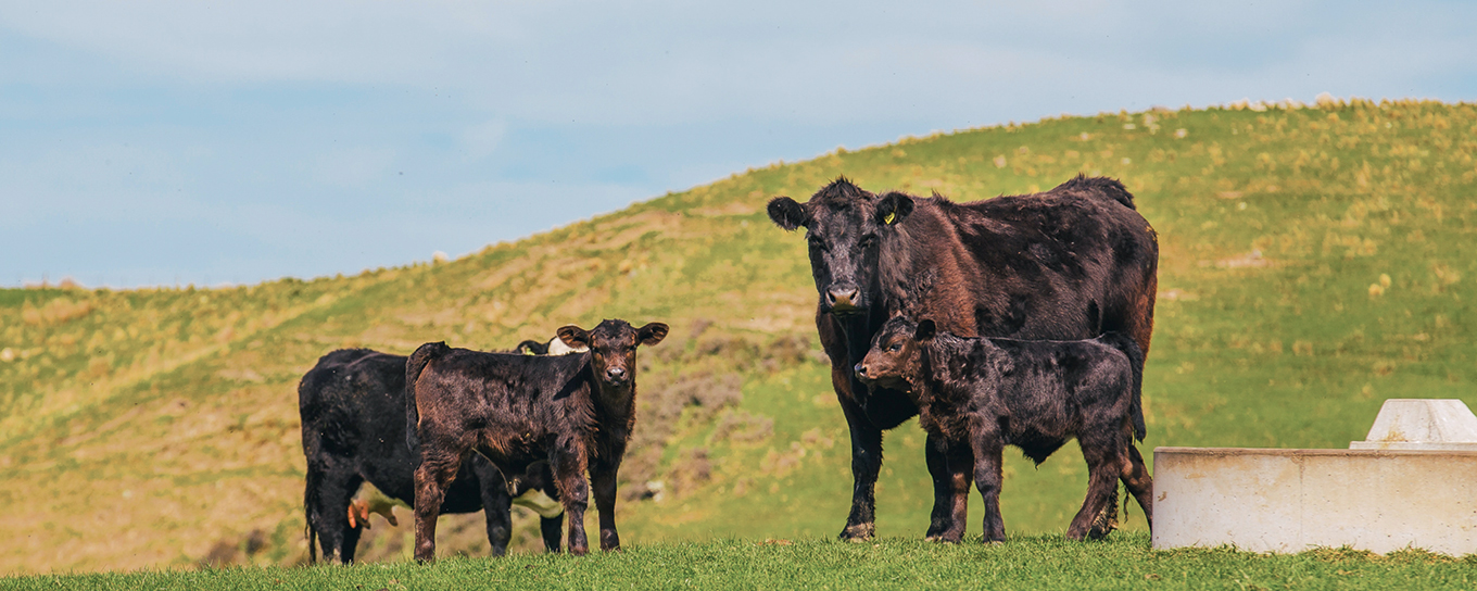 Beef weaning checklist PGG Wrightson